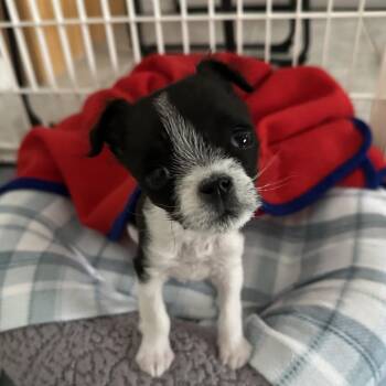 Terrier and Mixed Breed Dogs Available for Adoption in Sacramento, California - Blondie | PetCurious