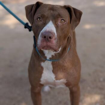 Gracie -  Pit Bull Terrier and Mixed Breed Dog for Adoption in Buchanan Dam, Texas - Gracie | PetCurious