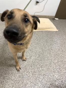 German Shepherd Dog Dogs Available for Adoption in Vancouver, Washington - Zoma | PetCurious