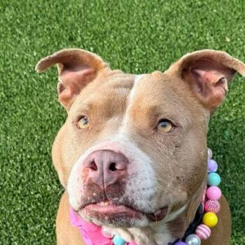 Bulldog Dogs Available for Adoption in Niagara Falls, Ontario - Angela (20260513-01) | PetCurious