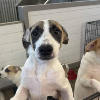 Rescue Lancashire Heeler and Great Pyrenees Dogs for Adoption in Glenpool, Oklahoma - Dalton | PetCurious