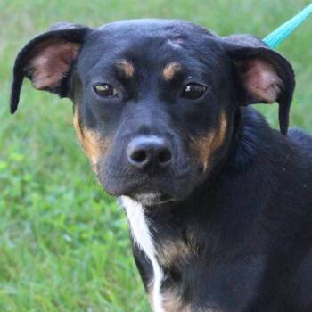 Natalie -  Pug Dog for Adoption in Eaton, Ohio - Natalie | PetCurious