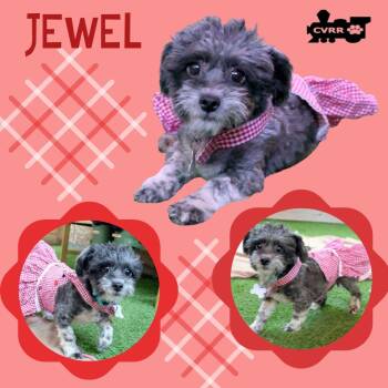 Shih Tzu and Terrier Dogs Available for Adoption in Lindsay, California - Jewel | PetCurious