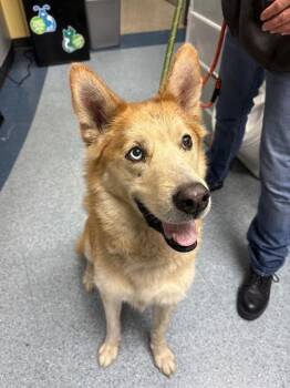 Siberian Husky Dogs Available for Adoption - GOLDIE | PetCurious