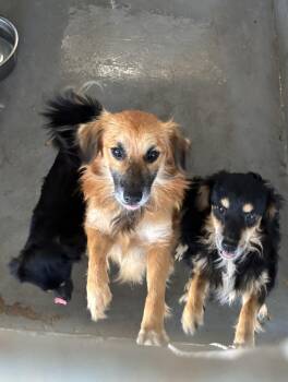 Rescue Shih Tzu Dogs for Adoption in Edna, Texas - Maurice | PetCurious