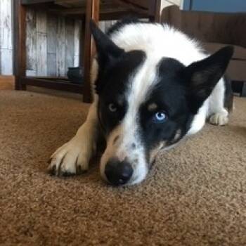 Rescue Border Collie Dogs for Adoption in Colorado Springs, Colorado - Finn | PetCurious