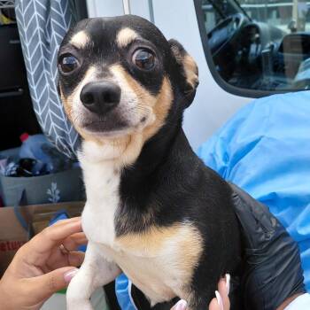Beko 5086 -  Chihuahua Dog for Adoption in Loxahatchee Groves, Florida - Beko 5086 | PetCurious