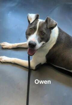 Rescue Mixed Breed Dogs for Adoption in Vaudreuil-dorion, Quebec - Owen | PetCurious