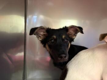 BUSTER* -  Siberian Husky and Australian Shepherd Dog for Adoption in Santa Cruz, California - BUSTER* | PetCurious