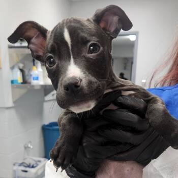 Blooming Onion -  Mixed Breed Dog for Adoption in Greenville, South Carolina - Blooming Onion | PetCurious