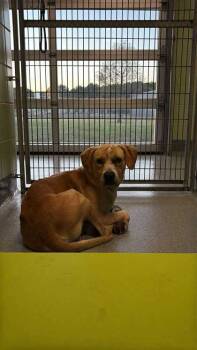 Rescue Retriever and Mixed Breed Dogs for Adoption in Longview, Texas - General | PetCurious