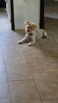 Snickers -  Yorkshire Terrier and Bichon Frise Dog for Adoption in Garland, Texas - Snickers | PetCurious