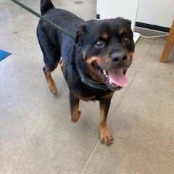 YORK-Stray-16352_2 -  Rottweiler Dog for Adoption in York, Pennsylvania - YORK-Stray-16352_2 | PetCurious