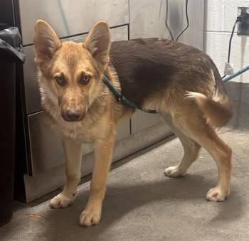 AVERY -  Husky and German Shepherd Dog Dog for Adoption - AVERY | PetCurious