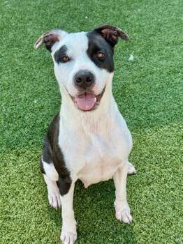Mixed Breed Dogs Available for Adoption in Dallas, Texas - CHRISEAN | PetCurious