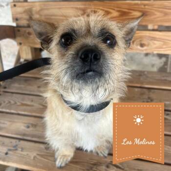 PENELOPE -  Brussels Griffon Dog for Adoption in Chico, California - PENELOPE | PetCurious