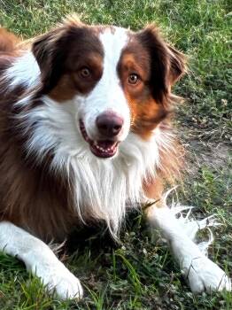 Oso -  Australian Shepherd Dog for Adoption in Coarsegold, California - Oso | PetCurious