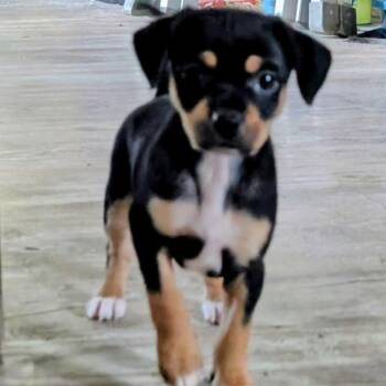 Cosmos -  Dachshund and Chihuahua Dog for Adoption in San Antonio, Texas - Cosmos | PetCurious