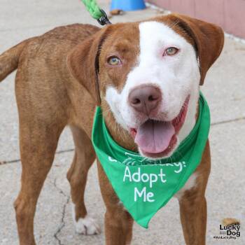 Rescue Foxhound and Pointer Dogs for Adoption in Washington, District Of Columbia - Indigo | PetCurious