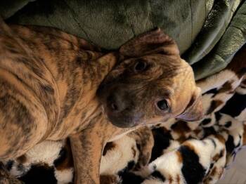 Great Dane and Mastiff Dogs Available for Adoption - Skye | PetCurious