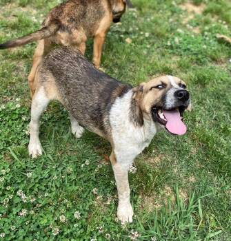 Sidka -  Mixed Breed Dog for Adoption in Taycheedah, Wisconsin - Sidka | PetCurious
