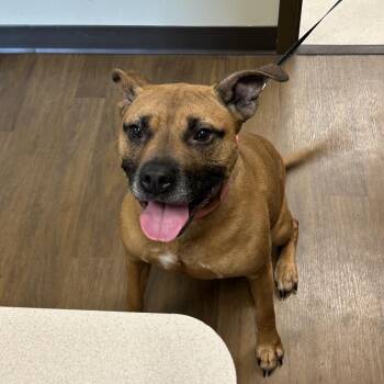 American Staffordshire Terrier Dogs Available for Adoption in League City, Texas - Bella | PetCurious