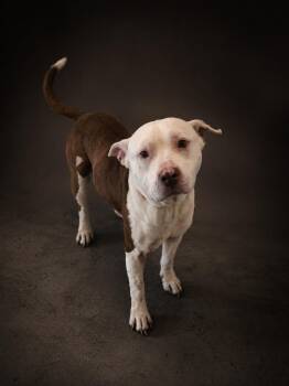 Pit Bull Terrier Dogs Available for Adoption in Wooster, Ohio - Izzy  | PetCurious
