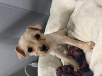 Beth sweet tiny girl -  Yorkshire Terrier Dog for Adoption in Russiaville, Indiana - Beth Sweet Tiny Girl | PetCurious