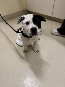 SPOT -  Pit Bull Terrier Dog for Adoption in Fremont, California - SPOT | PetCurious