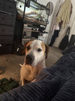 Rescue Pit Bull Terrier Dogs for Adoption in Woodland, California - Bailey | PetCurious