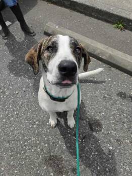 Wren -  Hound Dog for Adoption in Bellingham, Washington - Wren | PetCurious