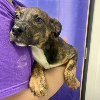 Meringue -  Pit Bull Terrier and Mixed Breed Dog for Adoption in Bullhead City, Arizona - Meringue | PetCurious