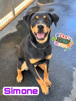 SIMONE -  Rottweiler and Doberman Pinscher Dog for Adoption in Perris, California - SIMONE | PetCurious