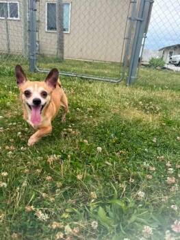 Chihuahua and Dachshund Dogs Available for Adoption in Rensselaer, Indiana - Lokie | PetCurious