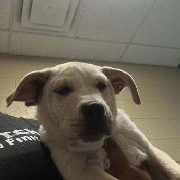 Mixed Breed Dogs Available for Adoption in Cheyenne, Wyoming - Zander | PetCurious