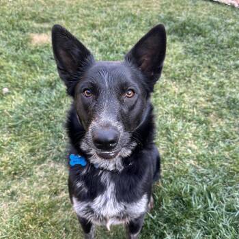 Alta -  Border Collie and Shepherd Dog for Adoption in Salt Lake City, Utah - Alta | PetCurious