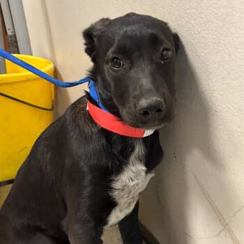 Aly -  Shepherd and Mixed Breed Dog for Adoption in Yuma, Arizona - Aly | PetCurious