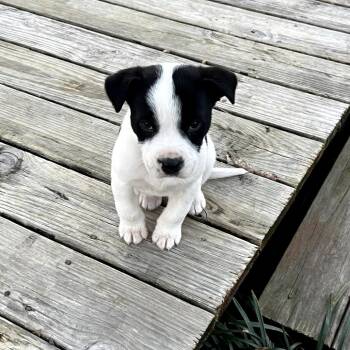 Mixed Breed Dogs Available for Adoption - Capricorn | PetCurious