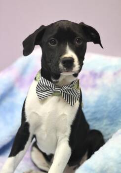 Catahoula Leopard Dog Dogs Available for Adoption - Kayla In NH! Come Meet Our Adoptable Dogs Wednesday-Saturday. Mo | PetCurious