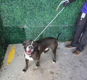 61297177 -  Pit Bull Terrier and Mixed Breed Dog for Adoption in El Paso, Texas - 61297177 | PetCurious