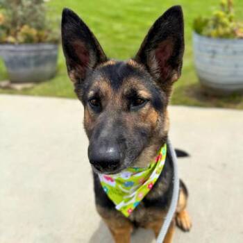Rescue German Shepherd Dog Dogs for Adoption in Camarillo, California - VALENTINA | PetCurious