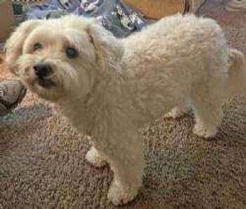 Rescue Poodle and Pekingese Dogs for Adoption in Sudbury, Massachusetts - Sandy | PetCurious