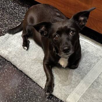Mixed Breed Dogs Available for Adoption in Natchitoches, Louisiana - Lady | PetCurious