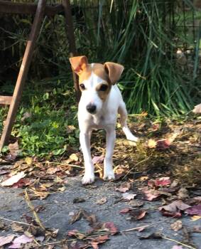 Martini *LOCAL* *MEET ME* -  Rat Terrier Dog for Adoption in South Kingstown, Rhode Island - Martini *LOCAL* *MEET ME* | PetCurious