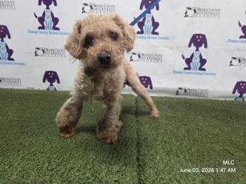 CHIEF -  Poodle Dog for Adoption in Orlando, Florida - CHIEF | PetCurious