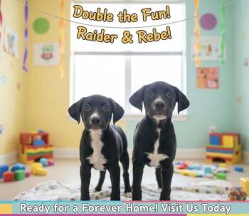 Rebel -  Labrador Retriever Dog for Adoption in Monroe, Louisiana - Rebel | PetCurious