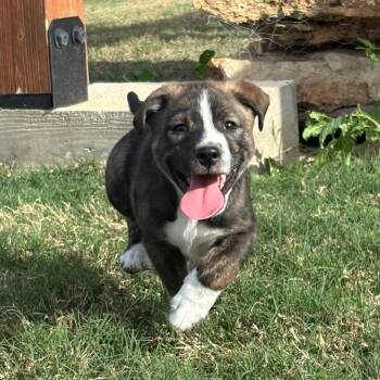 Terrier and Australian Cattle Dog Blue Heeler Dogs Available for Adoption in San Antonio, Texas - Tony Chopper | PetCurious