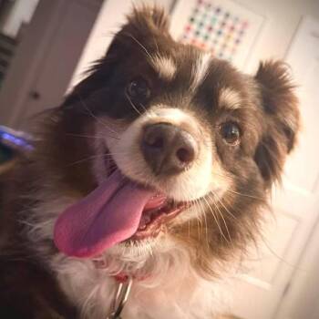 Auzie -  Australian Shepherd Dog for Adoption in Lenexa, Kansas - Auzie | PetCurious