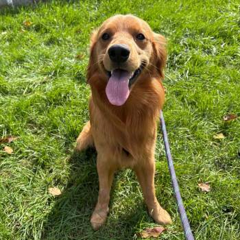 Max -  Golden Retriever Dog for Adoption in Blacksburg, Virginia - Max | PetCurious