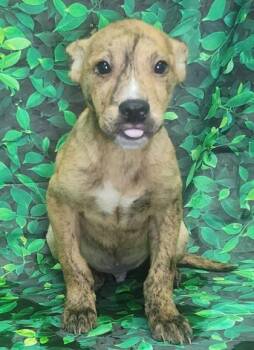Skeeter -  Pit Bull Terrier and Mixed Breed Dog for Adoption in Elmira, New York - Skeeter | PetCurious